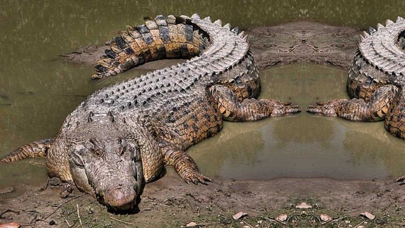 Chiêm bao thấy cá sấu là điềm báo gì? Chiêm bao thấy cá sấu đánh con gì?