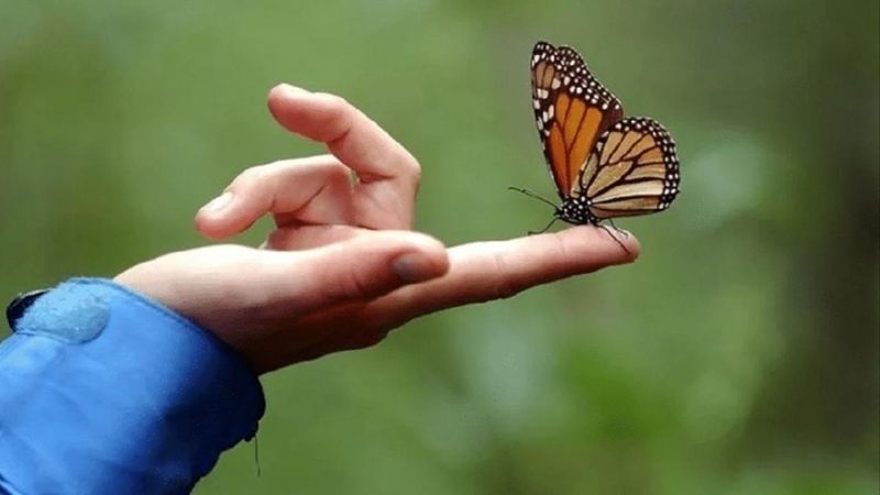 Chiêm bao thấy con bướm có ý nghĩa gì? Nên đánh con gì?