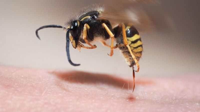 Giải mã về việc nằm chiêm bao bị ong đốt