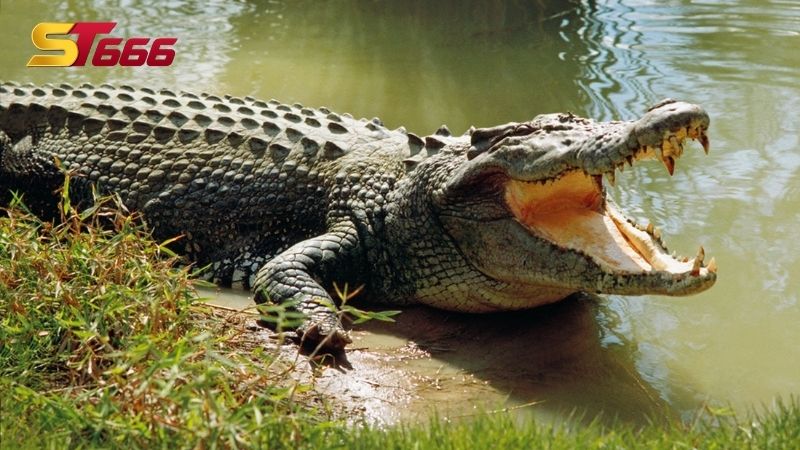 Một số giấc mơ thấy cá sấu - Chiêm bao thấy cá sấu đánh con gì?