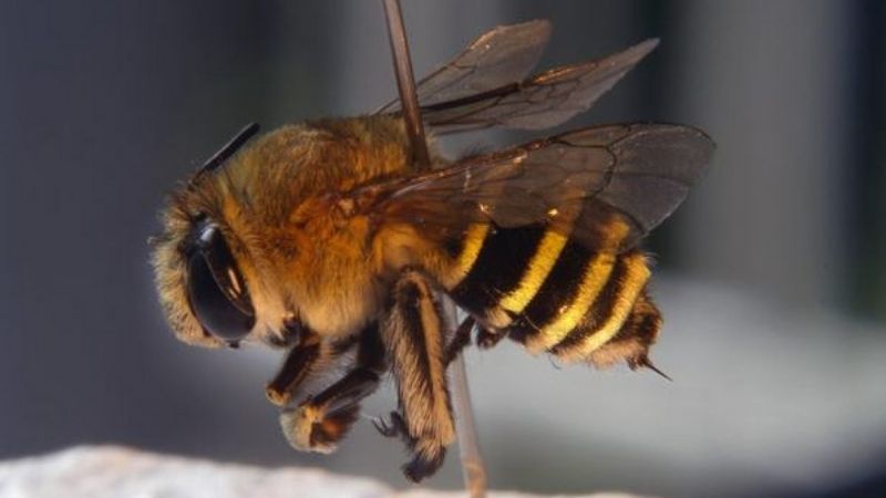 Nằm chiêm bao bị ong đốt nên đánh lô đề con gì?