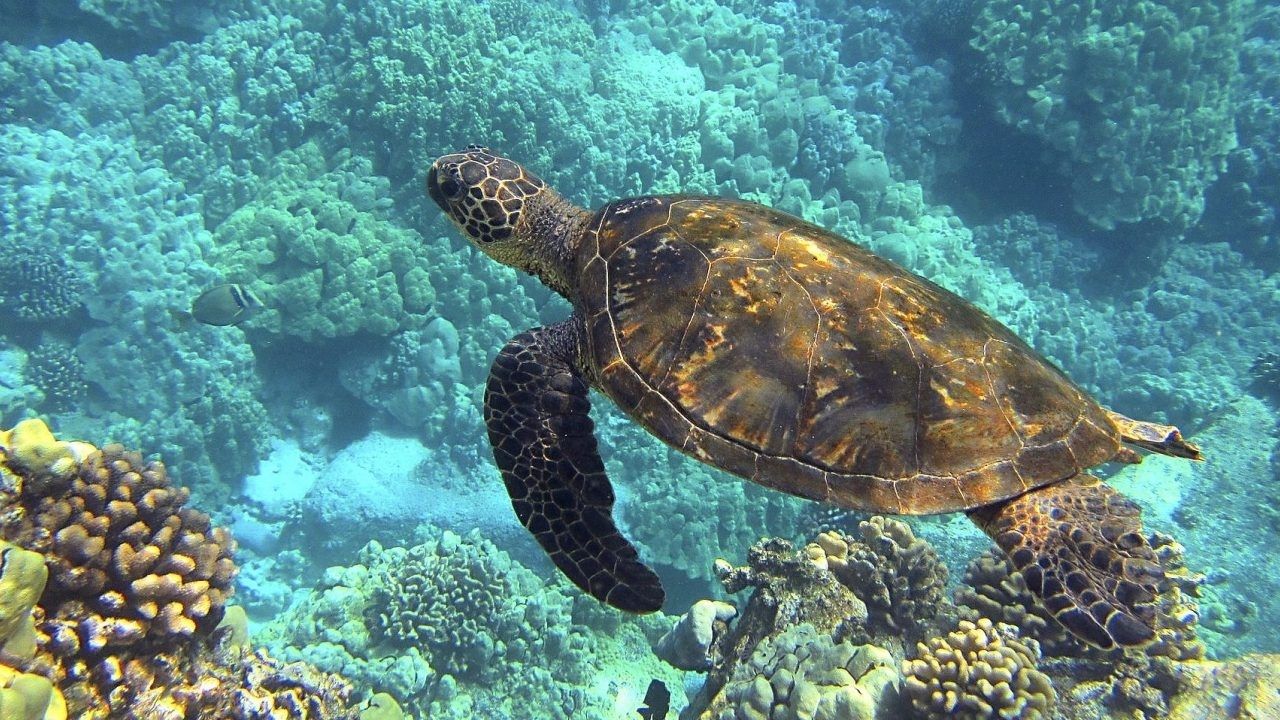 Nằm mơ thấy rùa biển mang lại ý nghĩa gì? Đánh lô đề số mấy?
