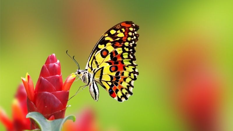 Ý nghĩa của việc chiêm bao thấy con bướm