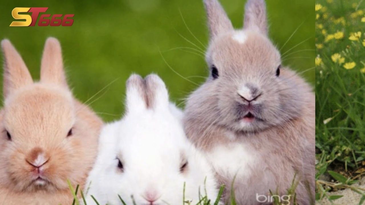 Mơ thấy con thỏ liên quan đến con số nào?