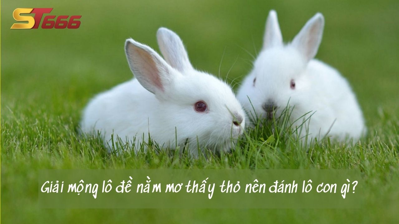 Giải mộng lô đề nằm mơ thấy thỏ nên đánh lô con gì?
