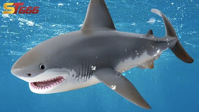 Nằm mơ thấy cá mập liên quan đến con số gì?