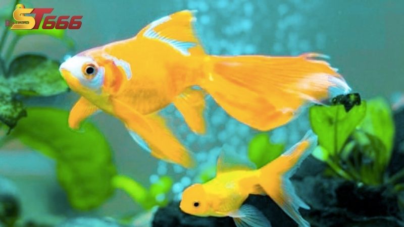 Ngủ mơ thấy cá vàng có ý nghĩa gì?