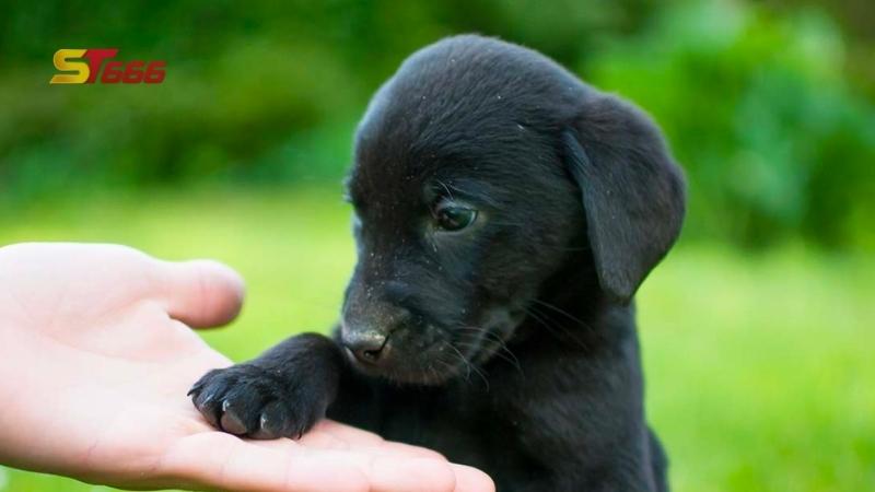 Những ý kiến về câu hỏi: nuôi chó đen có tốt không?