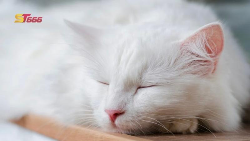 Mơ thấy mèo trắng ngủ