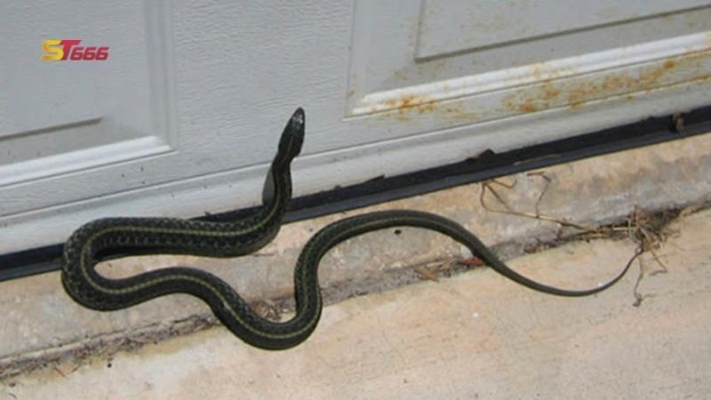 Mơ thấy rắn bò vào nhà đánh con gì, số mấy?