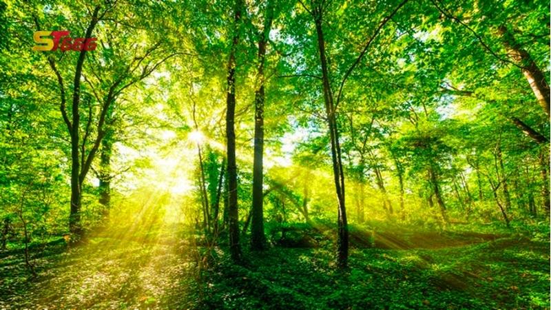 Nằm mơ thấy rừng cây xanh mang lại điềm tốt?